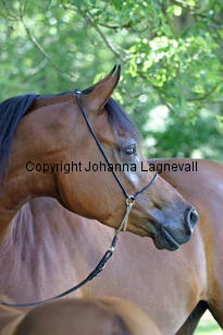 estetica_8534_2.jpg