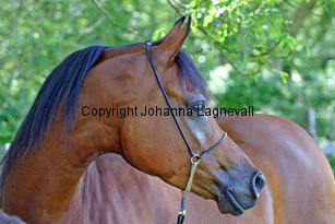 estetica_8535_3.jpg
