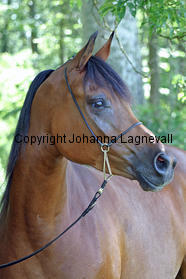 estetica_8537_3.jpg