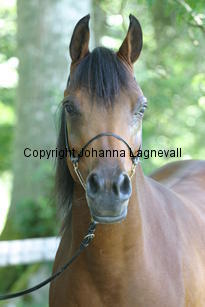 estetica_8540.jpg