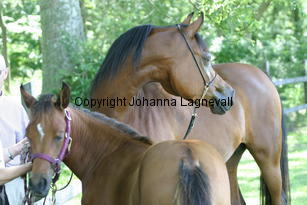 estetica_jbprizcilla_8536.jpg