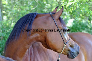 estetica_jbprizcilla_8536_2.jpg