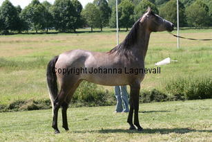 sahraa_8559.jpg