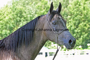 sahraa_8581_2.jpg
