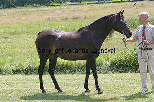 almagia_8666_2.jpg