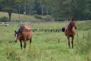 img_134_3445.jpg