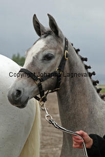 bjorkangsvictoria_3708-2.jpg
