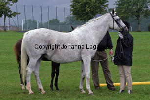 missphaeta_3551-2.jpg