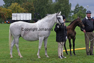 missphaeta_bjorkangselectra_3536-2.jpg