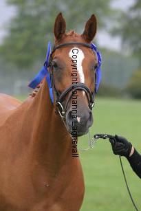 morningbaronesse_3557.jpg