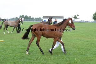 ronja_3318.jpg