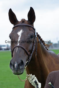 tequila_3398-2.jpg