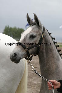 bjorkangsvictoria_3707.jpg