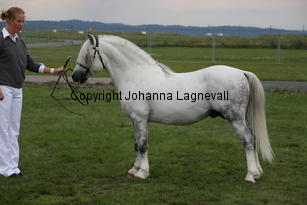 betwspryderi_3124.jpg