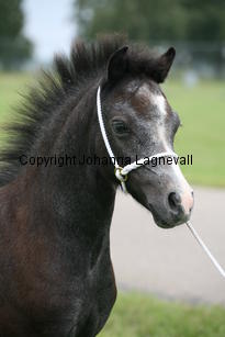 moondelightneifion_3154.jpg