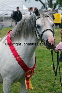 verdrefawrmeirwen_3340-2.jpg
