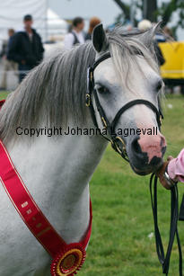 verdrefawrmeirwen_3340-3.jpg