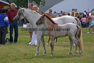 kulltorpszita_kifor_0240-2.jpg