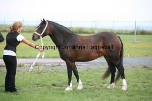 blaiddrosette_0100.jpg