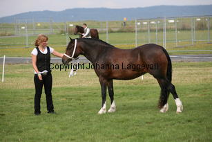 blaiddrosette_0131.jpg