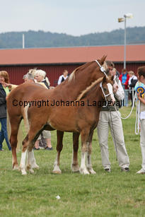 enmarkensmisspophet_3183-2.jpg