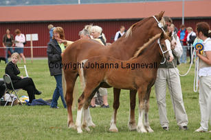 enmarkensmisspophet_3183-3.jpg