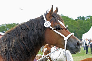 kildegaardscirkeline_3002-2.jpg