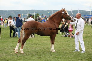 kildegaardscolumbus_3187.jpg