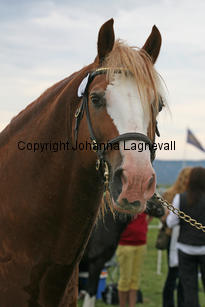 kildegaardscolumbus_3190-2.jpg