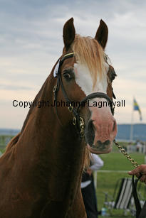 kildegaardscolumbus_3192-2.jpg