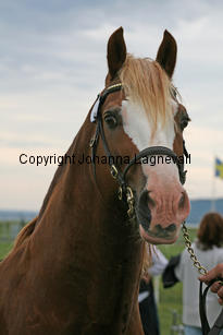 kildegaardscolumbus_3193-2.jpg
