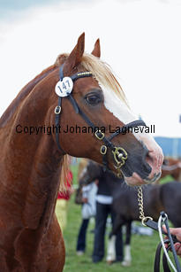 kildegaardscolumbus_3194-2.jpg