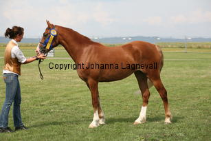 rhystydolympica_0204.jpg