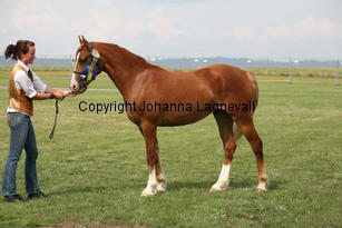 rhystydolympica_0205.jpg