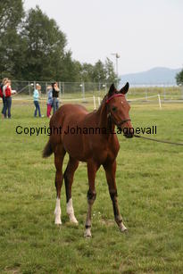 arhultsmacho_0068.jpg