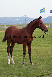 arhultsmacho_0069-2.jpg