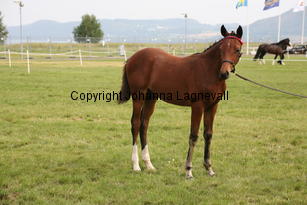 arhultsmacho_0071.jpg