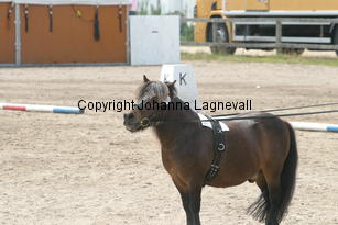 zorro_1285.jpg