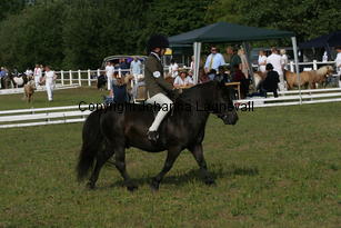 whizzkidofcrafton-fcurrell_1760.jpg