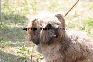 hund_2232.jpg