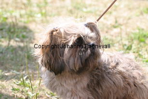 hund_2233.jpg
