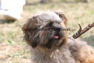 hund_2234.jpg
