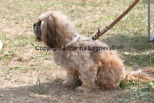 hund_2235.jpg
