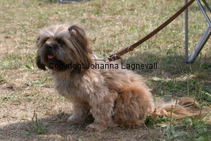 hund_2236.jpg