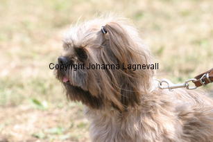 hund_2237.jpg