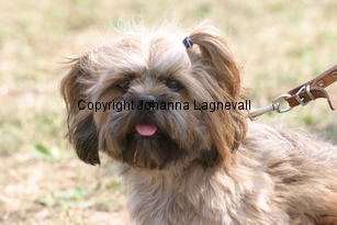 hund_2238.jpg