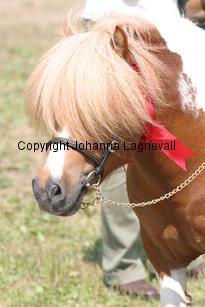 butterbyexpress_1402.jpg