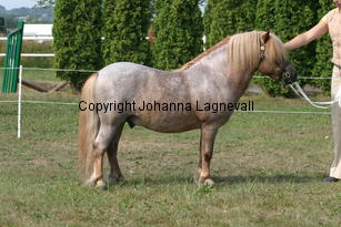 galant_1861.jpg