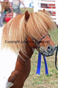 hollydellhazard_1399-2.jpg
