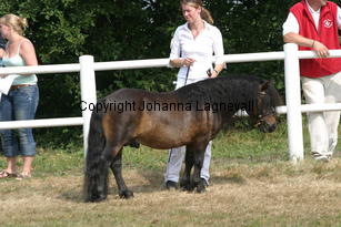 skattenscreol_2004.jpg